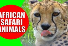 african animals for kids