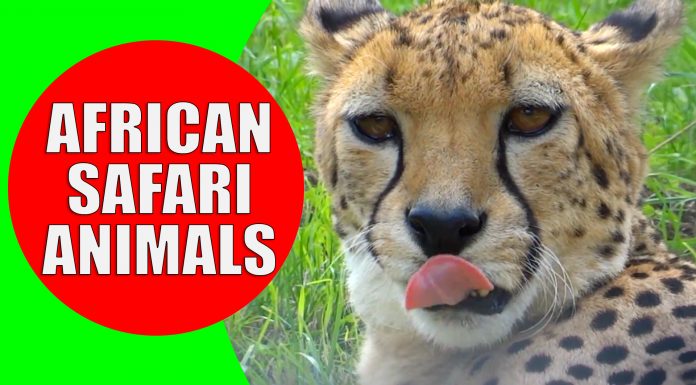 african animals for kids