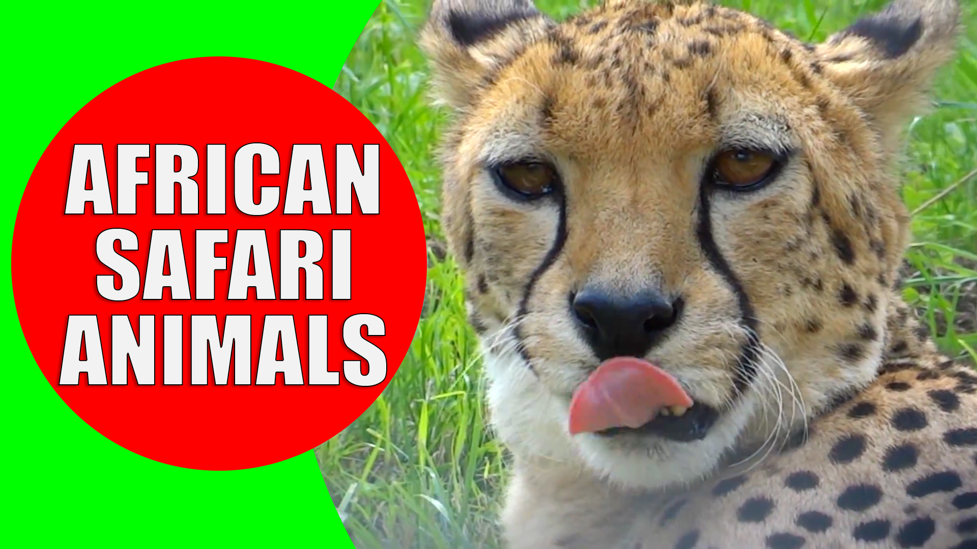 African Animals for Kids - Kiddopedia