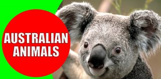 Australian animals for kids