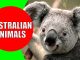 Australian animals for kids