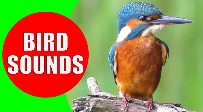 bird sounds video