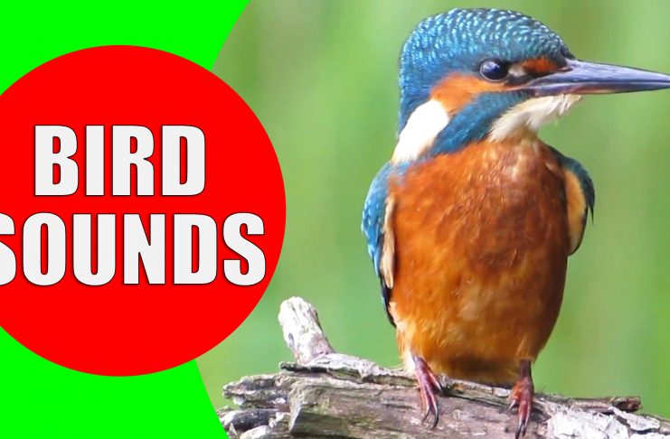 bird sounds video