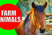farm animals for children