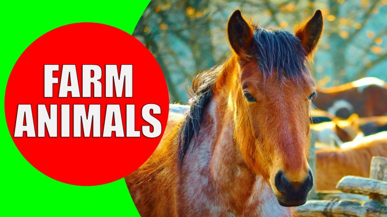 Farm Animals for Children