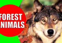 forest animals for kids