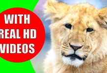 Educational Videos for Kids - Learn Animals & Objects - Kiddopedia