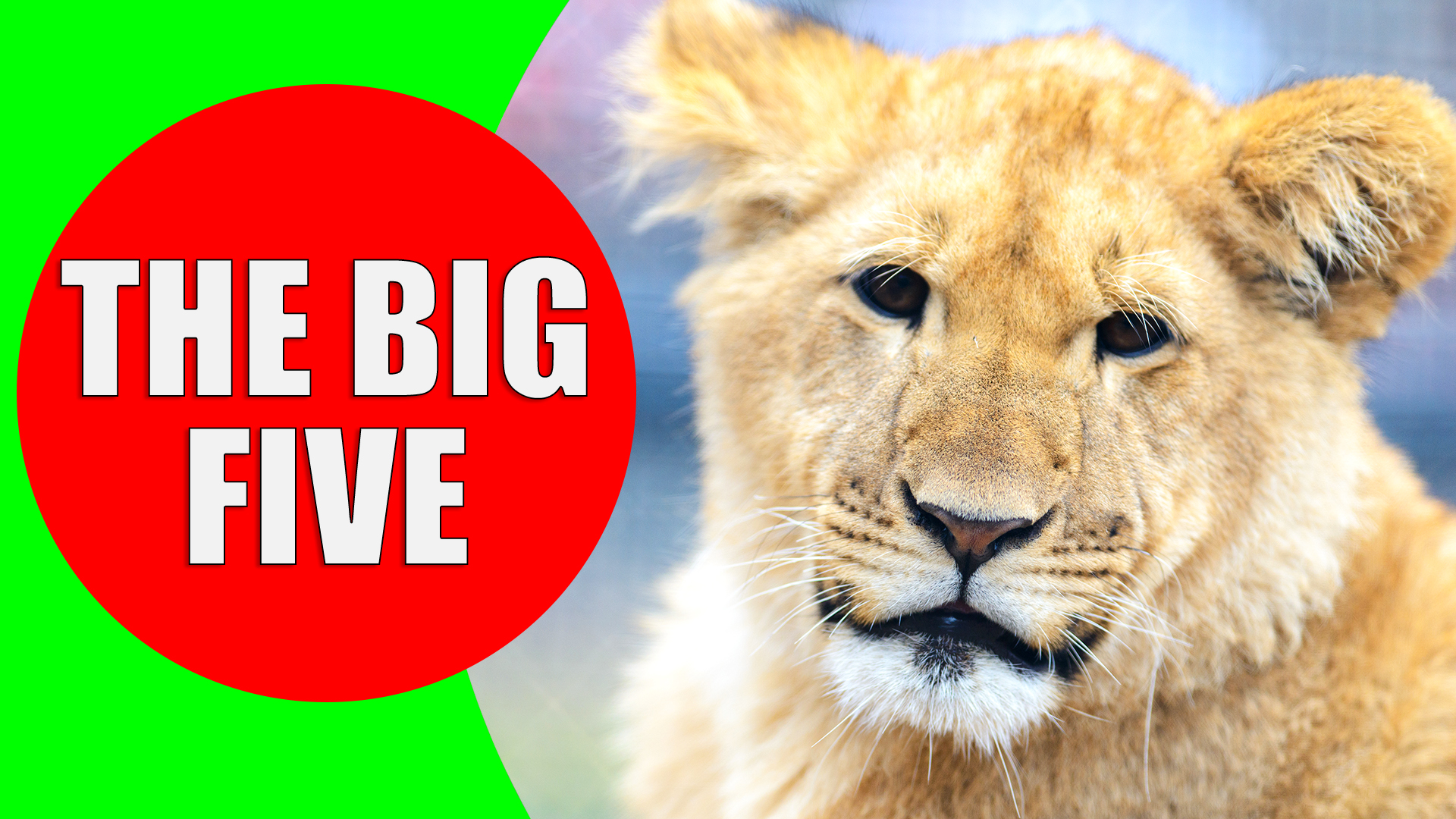 Africa's Big 5 Animals - Kiddopedia