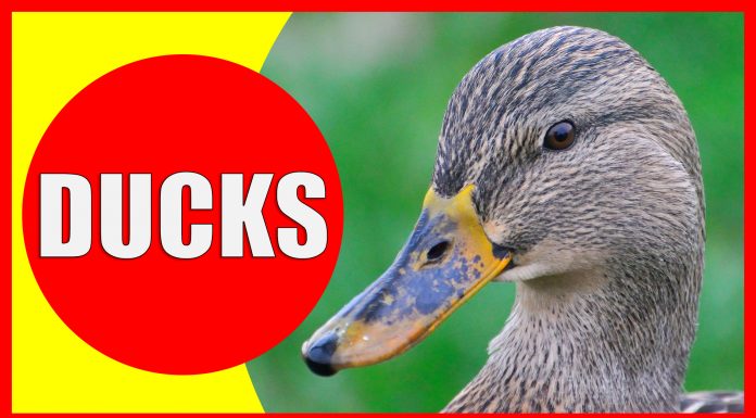 duck facts