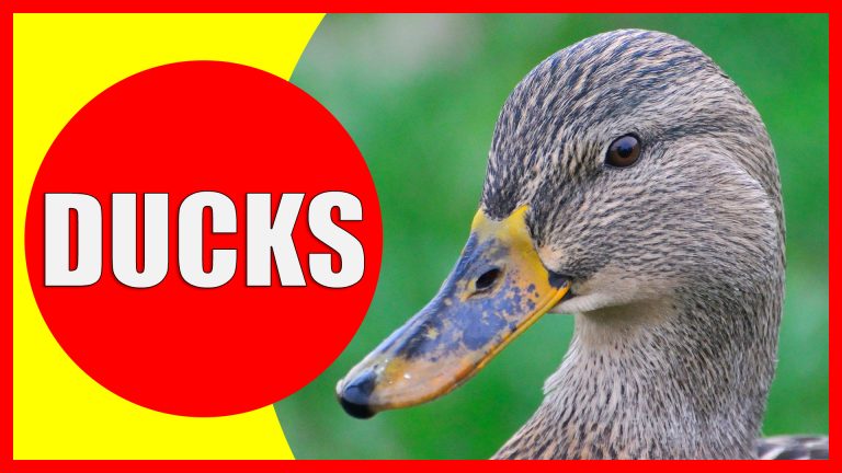 Duck Facts for Kids – Information about Ducks