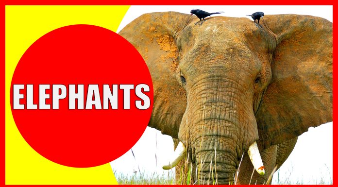elephants for kids