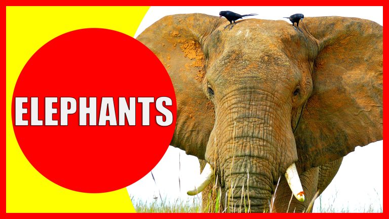 Elephant Facts for Kids – Information about Elephants