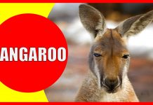 kangaroo facts for kids
