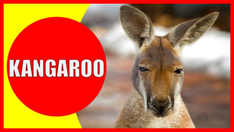 Kangaroo Facts for Kids – Information about Kangaroos