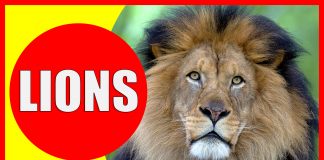 lion facts