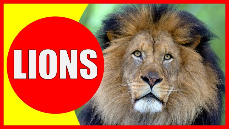 Lion Facts for Kids – Information about Lions