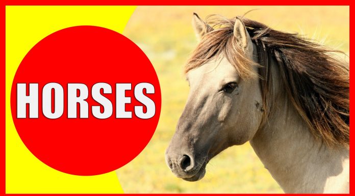 Video about horse facts