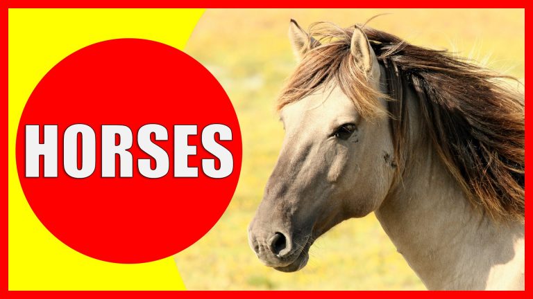 Horse Facts for Kids – Information about Horses