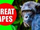 great apes