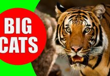 big cats for children