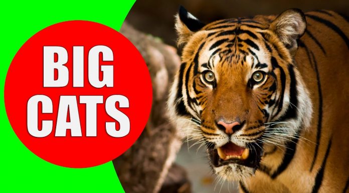 big cats for children