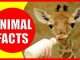 interesting facts about animals