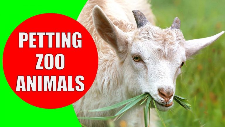 Petting Zoo Animals – Children’s Zoo Farm