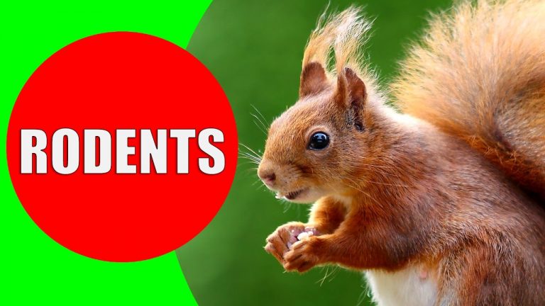 Rodents for Kids to Learn – Rodent Sounds