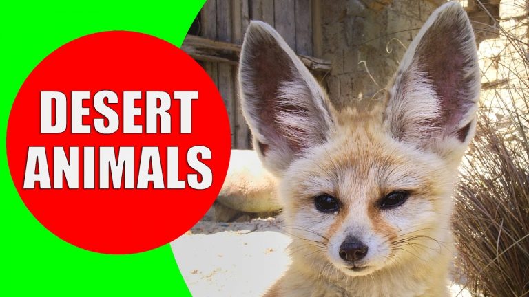 Desert Animals for Children – Animal Sounds