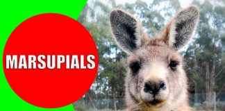 marsupials for kids