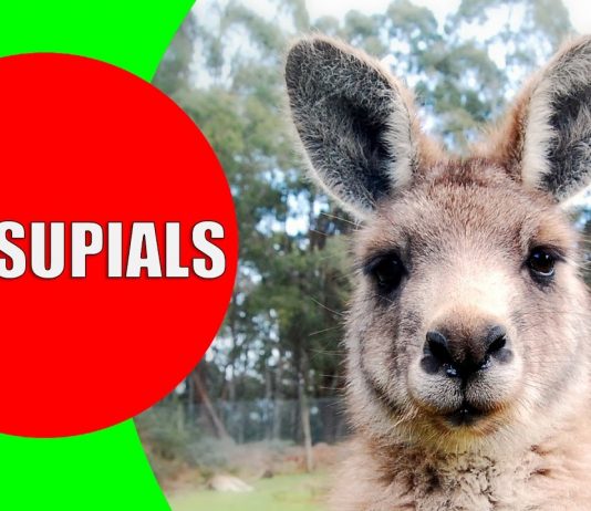 marsupials for kids
