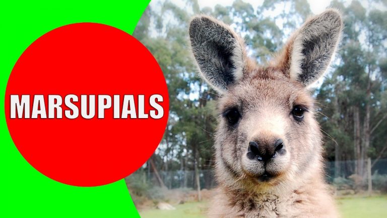 Marsupials for Kids – Marsupial Animals in Australia