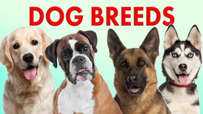 Breeds of Dogs: Dog Breeds 101 – Part 1