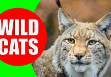wild cats for kids