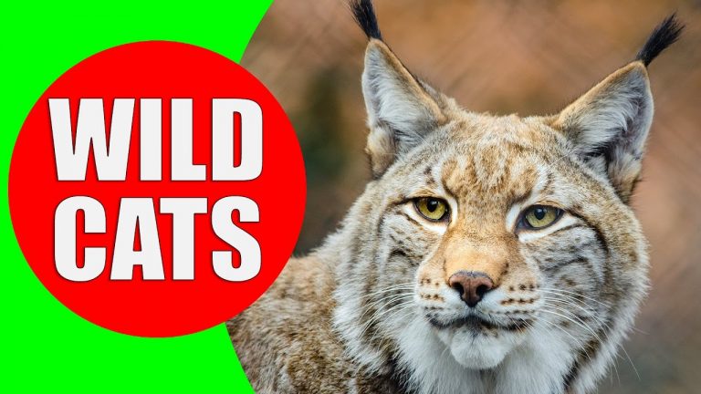 Wild Cats for Kids – Wild Cat Sounds for Children to Learn