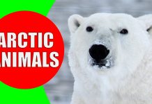 arctic animals for kids