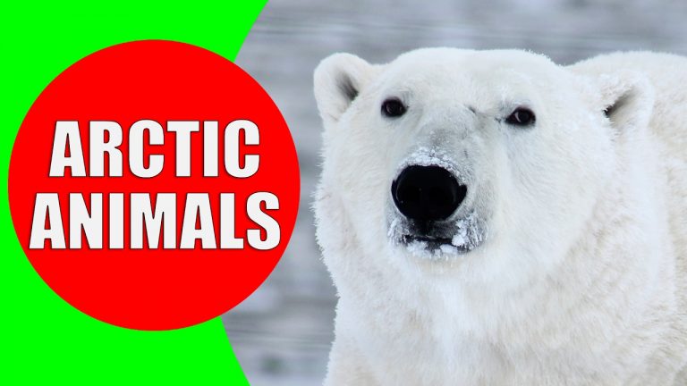 Arctic Animals for Kids – Arctic Animal Sounds