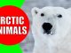arctic animals for kids