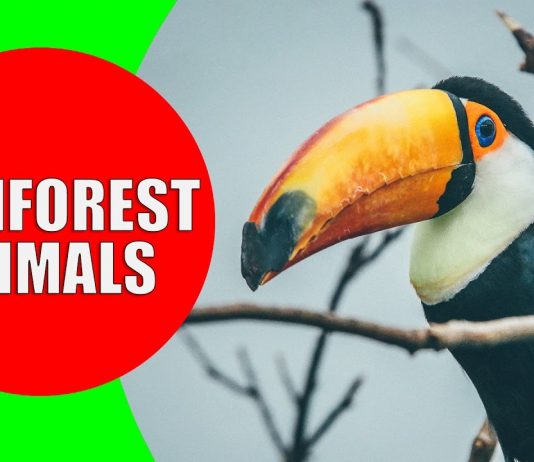 rainforest animals for children