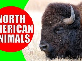 north american animals for kids