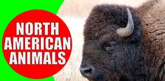 north american animals for kids