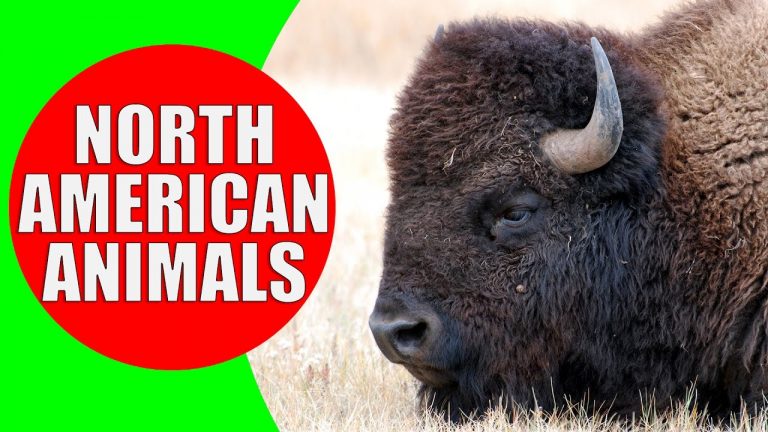 North American Animals for Kids – Animal Sounds