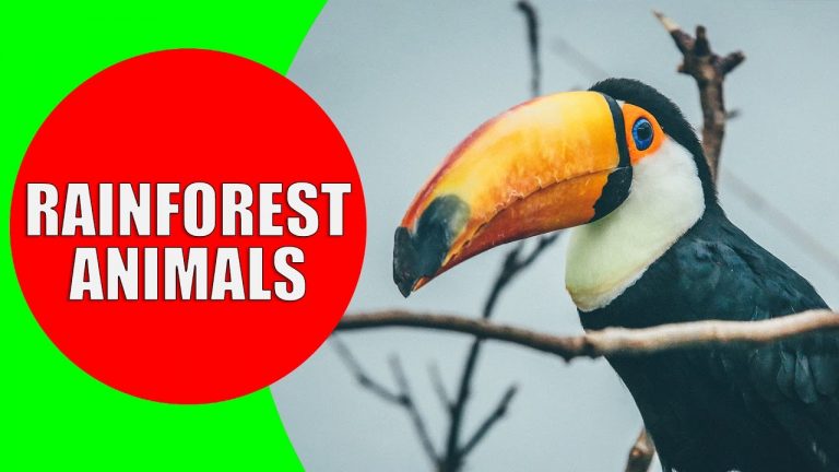 Rainforest Animals for Children – Animal Sounds