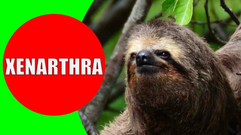 Xenarthrans – Anteater, Sloth, Armadillo Sounds and Videos